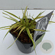 Hakonechloa macra 'Aureola' 25-30 cm 2,0L vierkant