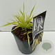Hakonechloa macra Sunflare 25-30 cm 2,0L vierkant