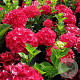 Hydrangea m. Glowing Alps 30-40 cm 10L
