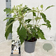 Hydrangea querc. Ice Crystal 30-40 cm 2,0L