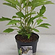 Hydrangea querc. Ice Crystal 30-40 cm 2,0L