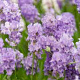 Lavandula ang. 'Cedar Blue' GM P9