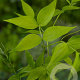 Lathyrus vernus GM P9