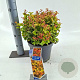Leucothoe axillaris Curly Gold 30-35 cm 5,0L