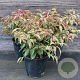 Leucothoe f. 'Rainbow' GM C3