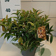 Leucothoe f. 'Rainbow' GM C3