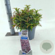 Leucothoe keiskei Burning Love 35-40 cm 5,0L