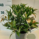 Leucothoe keiskei 'Royal Ruby' GM C3