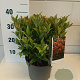 Leucothoe 'Zeblid' GM C3