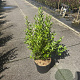 Ligustrum ovalifolium 60-80 cm 10L