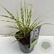 Miscanthus sin. 'Gold Breeze' 25-30 cm 2,0L vierkant