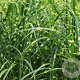 Miscanthus sin. 'Zebrinus' GM  P11