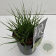 Molinia caerulea 'Moorhexe' 25-30 cm 2,0L vierkant