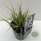 Molinia caerulea 'Variegata' 25-30 cm 2,0L vierkant