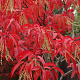 Oxydendrum arboreum 100-125 cm 15L struik