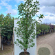 Prunus a. 'Plena' 175-200 cm 40L meerstammig
