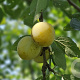 Prunus d. Nancy 8-10 HO 15L