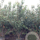 Prunus ser. 'Kanzan' 175-200 cm 40L meerstammig
