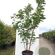 Prunus ser. 'Taihaku' 125-150 cm 40L meerstammig