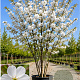 Prunus ser. 'Taihaku' 150-175 cm 40L meerstammig