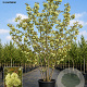 Prunus ser. 'Ukon' 150-175 cm 40L meerstammig