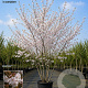 Prunus yedoensis 200-250 cm 40L meerstammig