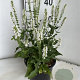 Salvia nem. 'Schneehügel' GM 2,0L