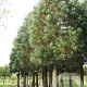Sequoiadendron giganteum 125-150 cm 15L solitair
