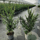 Taxus baccata 60-70 cm 3,5L