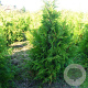 Thuja pl. 'Martin' 200 Hoog Haagelement 100Bx40D