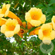 Campsis t. Summer Jazz Gold 100-150 cm 5,5L