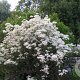 Clematis recta 'Purpurea' 100-150 cm 5,5L