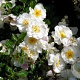 Rosa 'Aimée Vibert' 100-150 cm 5,5L