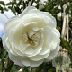 Rosa (K) 'Climbing Snow Princess' 100-150 cm 5,5L