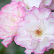 Rosa (K) Händel 100-150 cm 5,5L