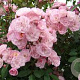 Rosa (K) Lavender Siluetta 100-150 cm 5,5L