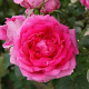 Rosa (K) 'Parade' 100-150 cm 5,5L