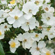 Rosa (K) 'Polstjärnan' 100-150 cm 5,5L