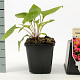 Echinacea purpurea GM P9
