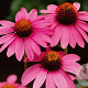 Echinacea purpurea GM P9