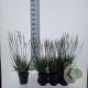 Molinia caerulea 'Heidezwerg' 90 cm P17