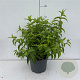 Deutzia scabra 'Plena' 50-60 cm 35L