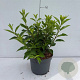 Forsythia int. Week-End 40-50 cm 35L