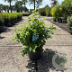 Philadelphus coronarius 80-100 cm 10L