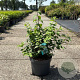 Philadelphus 'Virginal' 80-100 cm 10L