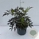 Sambucus nigra Black Lace 50-60 cm 35L