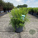 Spiraea arguta 60-80 cm 10L