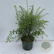 Spiraea cinerea 'Grefsheim' 40-50 cm 35L