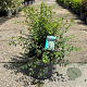 Spiraea vanhouttei 80-100 cm 10L