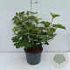 Viburnum opulus 40-50 cm 35L